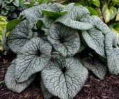 Brunnera-macrophylla-Queen-of-Hearts-PP-32737.i-15741.s-65965.r-1