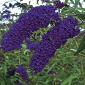 Buddleja-davidii-Empire-Blue