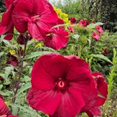 Burgundy-Velvet-1