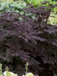 CIHB_0_Cimicifuga_Hillside-Black-Beauty.1490714989