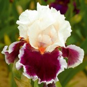 CRIMSONCLOUD
