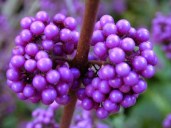 Calicarpa_bod_IN