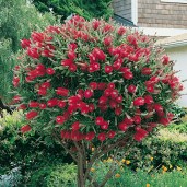 Callistemon-laevis