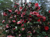 Camellia-japonica