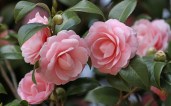 Camellias
