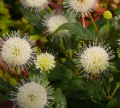 Cephalanthus-occidentalis_4