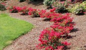 CherryDazzle_Crapemyrtle_8_708_415_80_c1_l_t