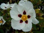 Cistus-aguilarii-Maculatus