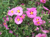 Cistus_1