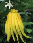 Citrus_medica_5