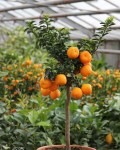 Citrus_myrtifolia_Chinotto_Bio_02