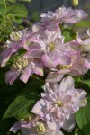 Clematis_Innocent_Blush_x