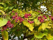 Clerodendron-trichotomum_fruits_automne_Paris_novembre_2023_01