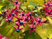 Clerodendron-trichotomum_fruits_automne_Paris_novembre_2023_02