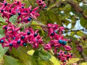 Clerodendron-trichotomum_fruits_automne_Paris_novembre_2023_03-600x450