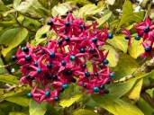 Clerodendron-trichotomum_fruits_automne_Paris_novembre_2023_04