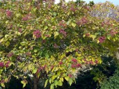 Clerodendron-trichotomum_fruits_automne_Paris_novembre_2023_05
