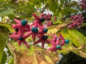 Clerodendron-trichotomum_fruits_automne_Paris_novembre_2023_06