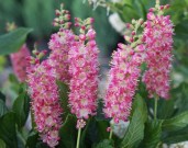 Clethra_alni_Pink_Spire2_big1