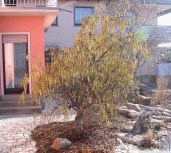 Corylus-avellana-Contorta-850x850-proportionalsmallest