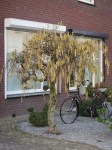 Corylus-avellana-Contorta-auf-Stamm-Korkenzieher-Hasselnuss