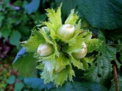 Corylus_avellana5
