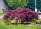 Crimson-Queen-Japanese-Red-Maple