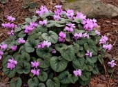 Cyclamen-coum-PDN008-in-flower-1024x760