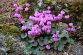 Cyclamen-coum1