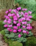 Cyclamen-coum_10469_1280_1280