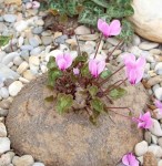 Cyclamen_graecum_ssp_graecum_tuber_SVSA0