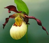 Cypripedium-Inge1