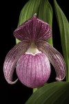 Cypripedium_macranthos_’-1905_Kawai’_Sw.,_Kongl._Vetensk._Acad._Nya_Handl._21_251_(1800)_(49944833366)