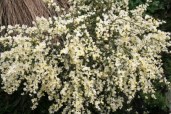 Cytisus-praecox-Albus-Ракитник-Albus3