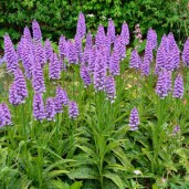 DACTYLORHIZA_FOLIOSA_DEEP_PURPLE_1