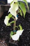 DSC00451-L