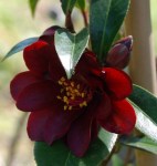DSC_01032207-405x425
