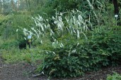DSC_5423.JPG.211