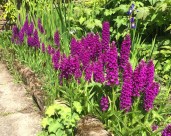 Dactylorhiza-Foliosa-WS2