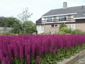 Dactylorhiza-foliosa-3
