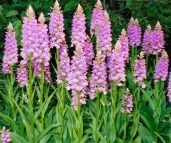 Dactylorhiza-foliosa-x-saccifera-comp