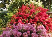 DazzleMePink_Crapemyrtle_InGarden_470_332_80_c1_l_t
