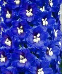 Delphinium-BBL1000-Новинка-250x300