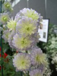 Delphinium-Highlander-®-elatum-«Moonlight»-дельфиниум-«Moonlight