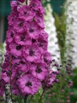Delphinium-elatum-«Pink-Punch»-дельфиниум-«Pink-Punch»-серия-«New-Mellenium-Hybrids»-New-Zelandsdelphinium-pink-punch-walters