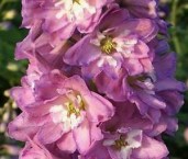Delphinium_Astolat_Delphinium_Elatum_Seeds