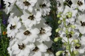 Delphinium_black_eyed_angel