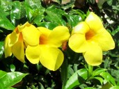 Dipladeniya_-Yellow_-Mandevilla_-Дипладения_-желтая_-Мандевилла_