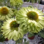 Echinacea-purpurea-Sunseekers-Apple-Green-Purpursolhat-scaled