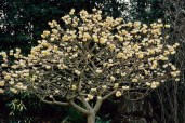 Edgeworthia-chrysantha-Snow-Cream.i-2246.s-20603.r-2_b3741685-933d-48c5-98a6-e9b90d6c8572_1024x1024
